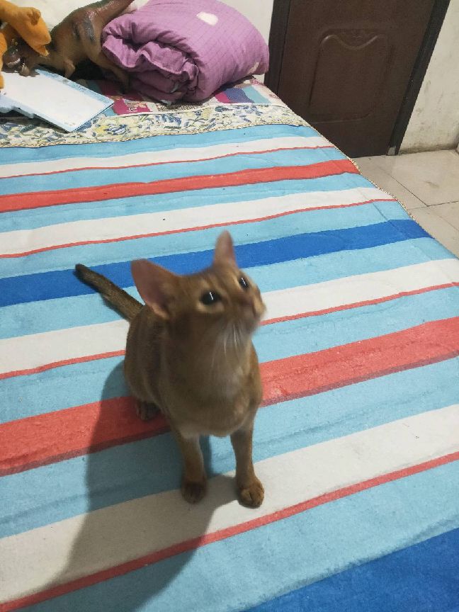 猫图片|宠物猫|猫咪|