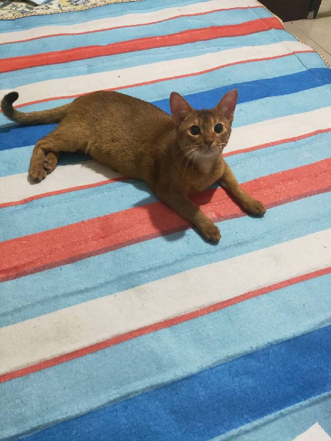 猫图片|宠物猫|猫咪|