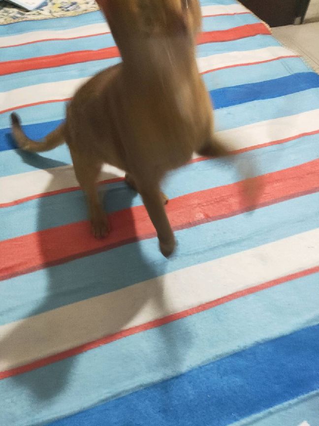 猫图片|宠物猫|猫咪|