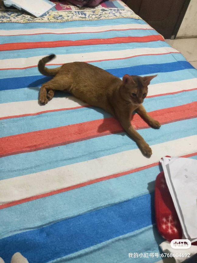 猫图片|宠物猫|猫咪|