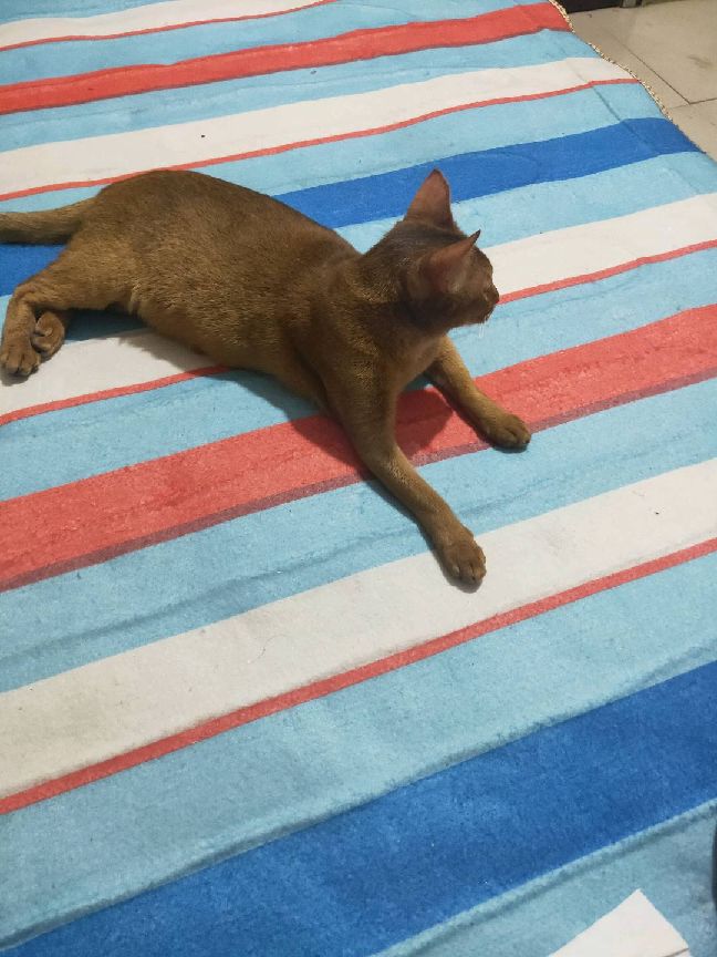 猫图片|宠物猫|猫咪|