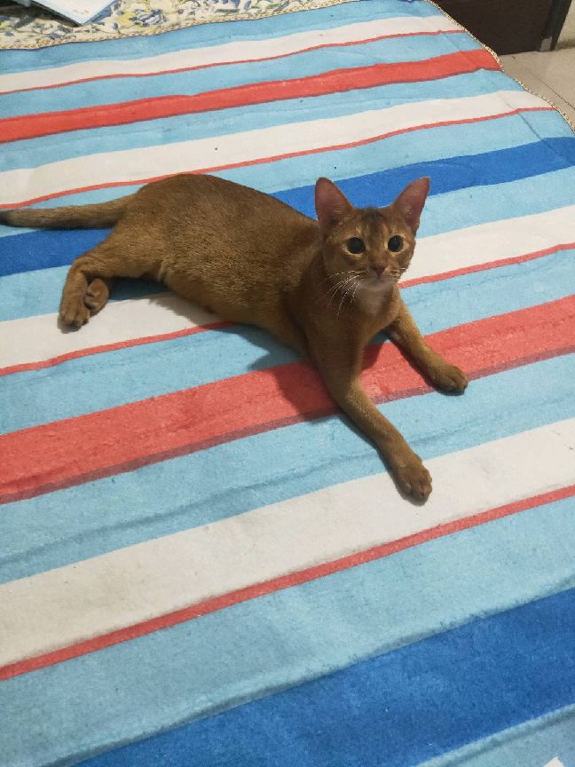 猫图片|宠物猫|猫咪|