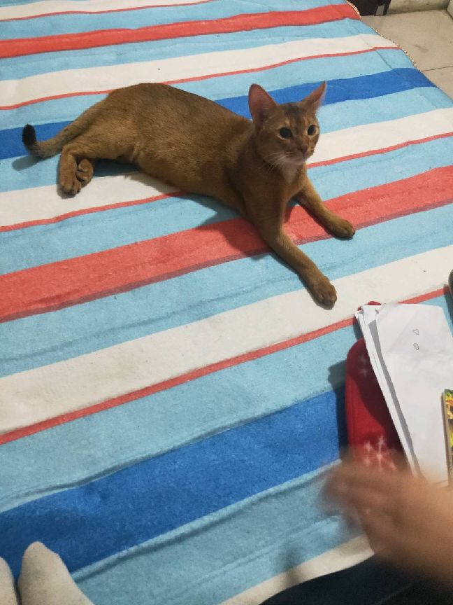 猫图片|宠物猫|猫咪|