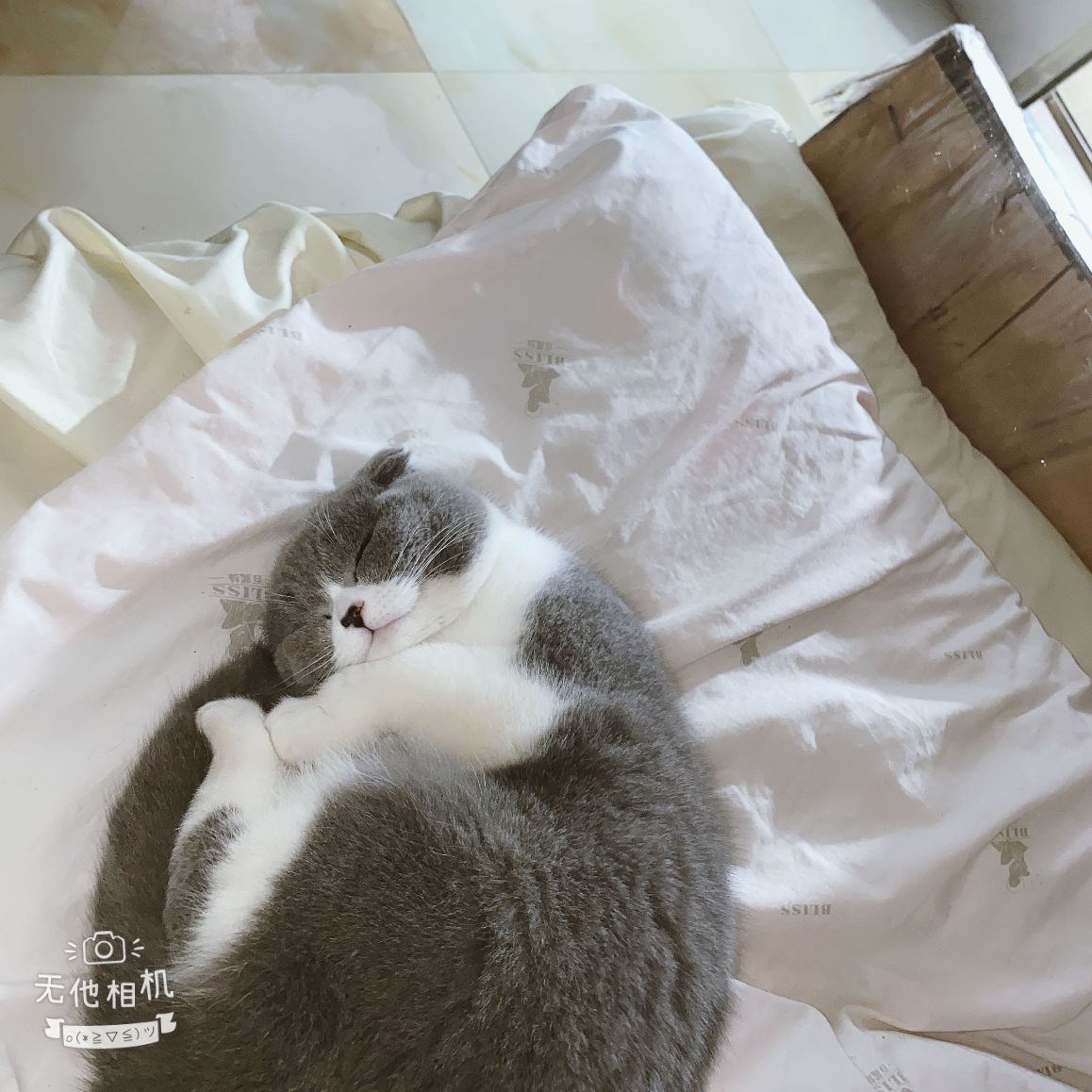 猫图片|宠物猫|猫咪|