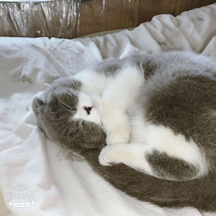 猫图片|宠物猫|猫咪|