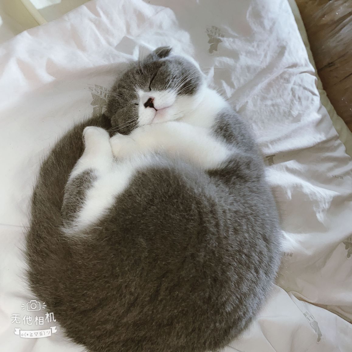 猫图片|宠物猫|猫咪|