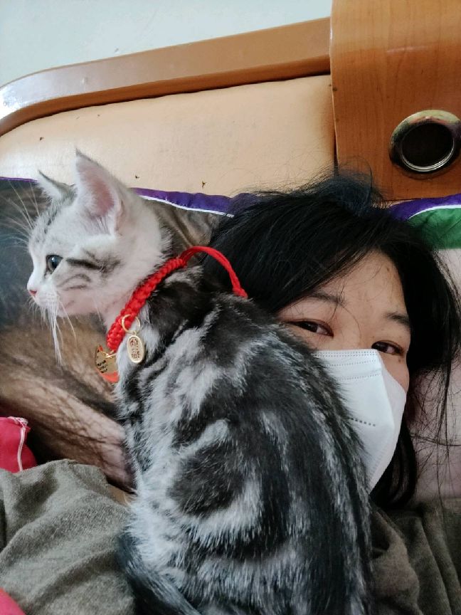 猫图片|宠物猫|猫咪|