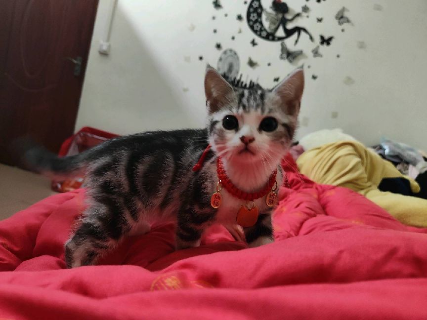 猫图片|宠物猫|猫咪|