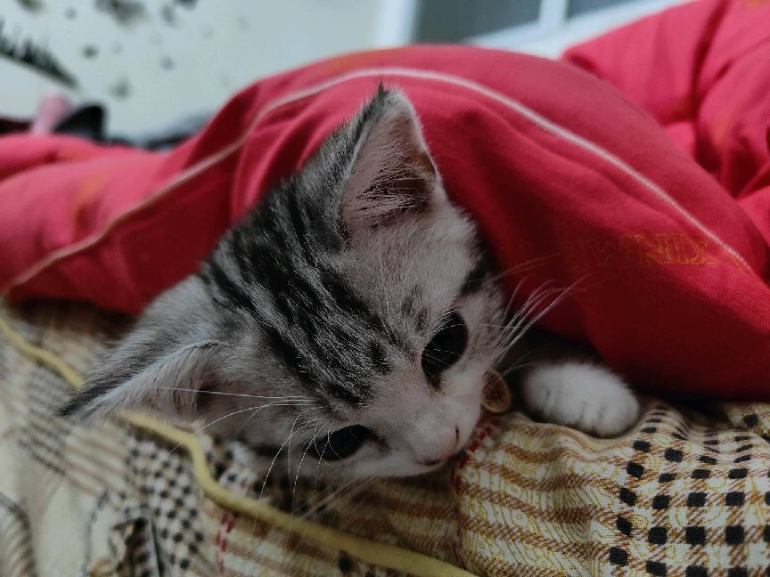 猫图片|宠物猫|猫咪|