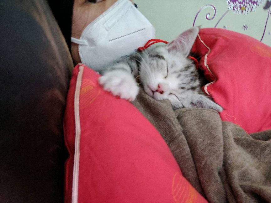 猫图片|宠物猫|猫咪|