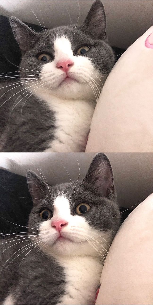 猫图片|宠物猫|猫咪|