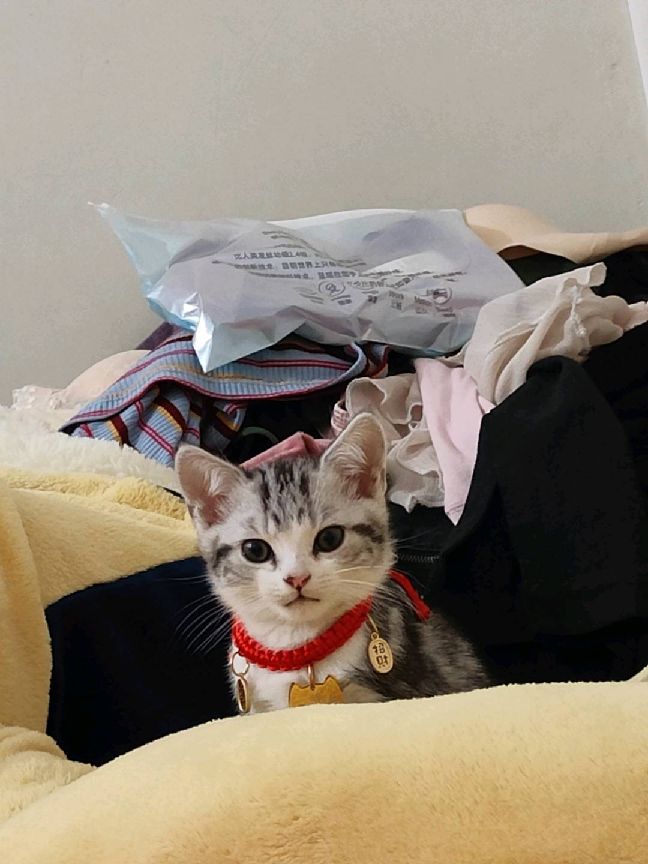 猫图片|宠物猫|猫咪|