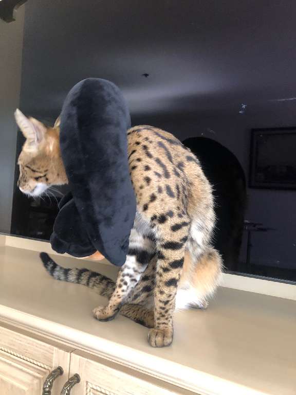 猫图片|宠物猫|猫咪|