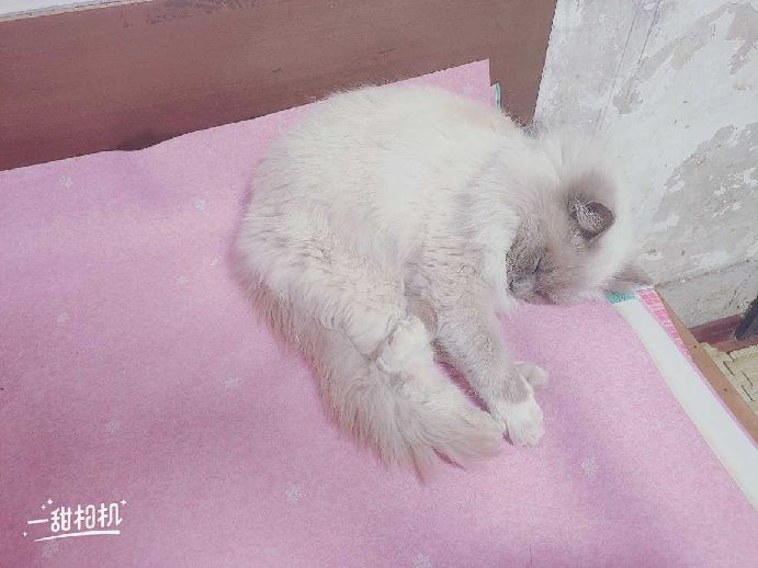 猫图片|宠物猫|猫咪|