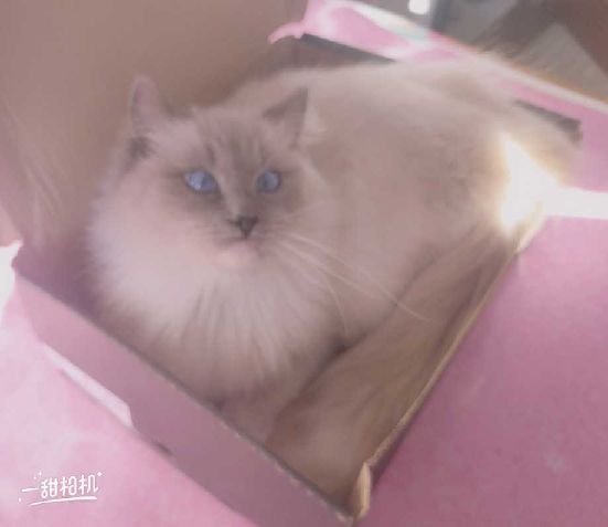 猫图片|宠物猫|猫咪|