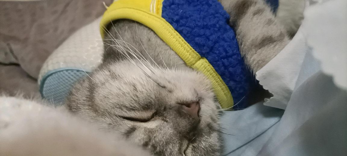 猫图片|宠物猫|猫咪|