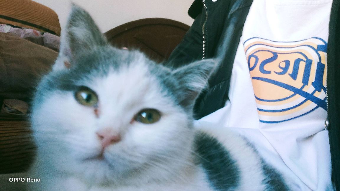 猫图片|宠物猫|猫咪|