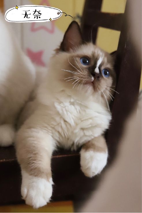 猫图片|宠物猫|猫咪|