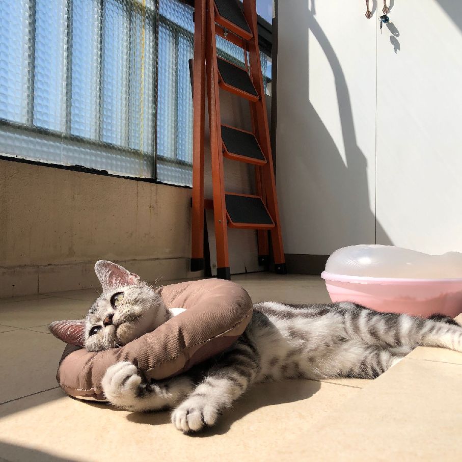 猫图片|宠物猫|猫咪|