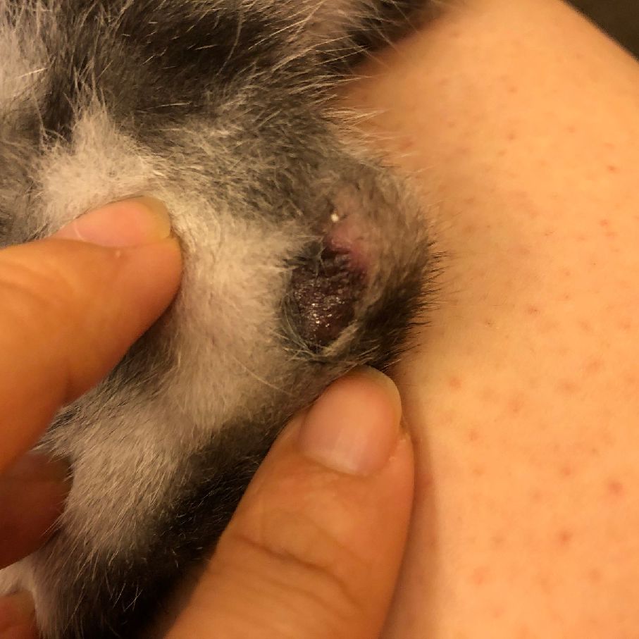 猫图片|宠物猫|猫咪|