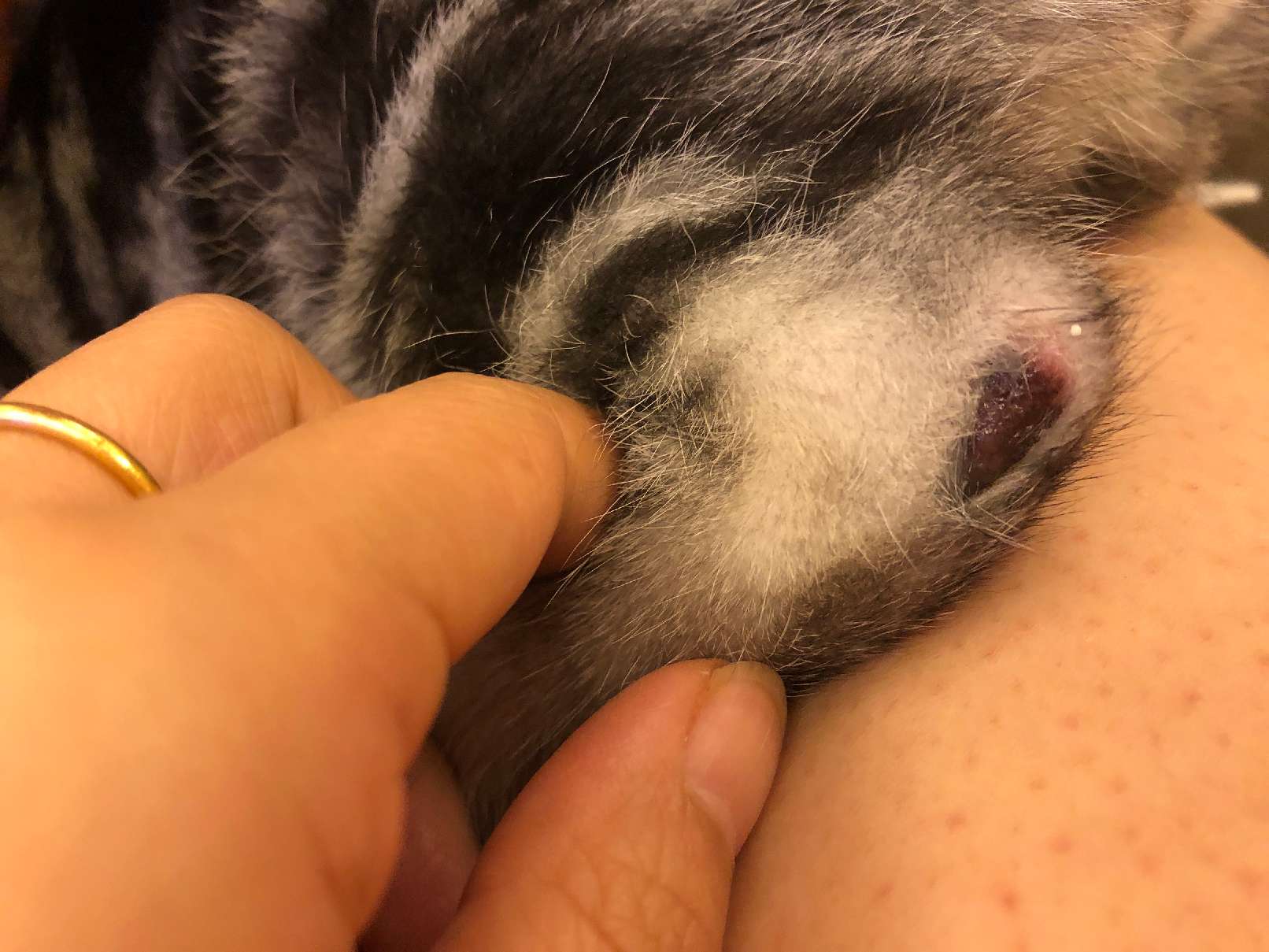 猫图片|宠物猫|猫咪|