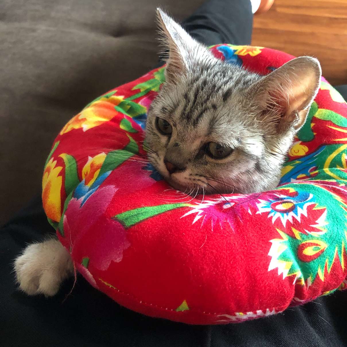 猫图片|宠物猫|猫咪|