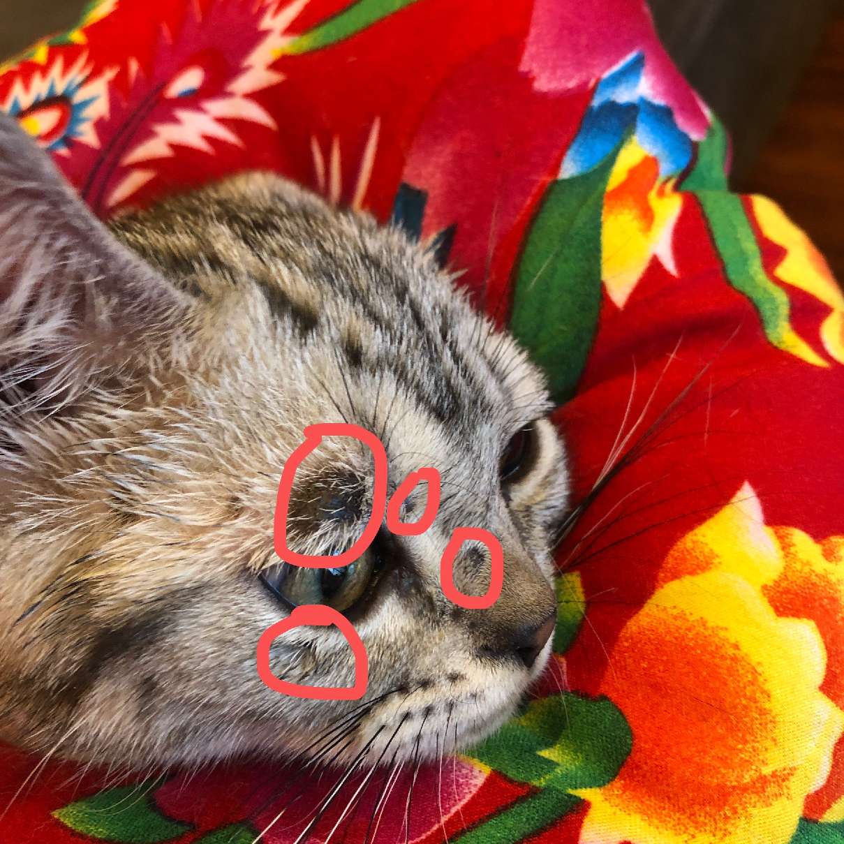 猫图片|宠物猫|猫咪|