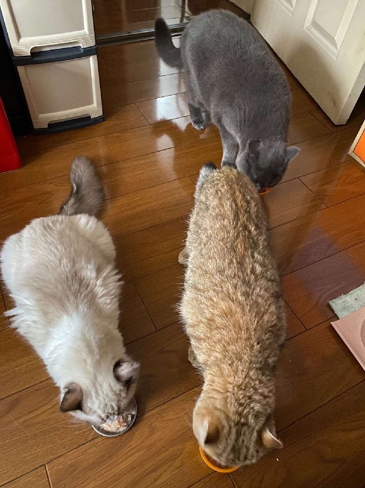 猫图片|宠物猫|猫咪|