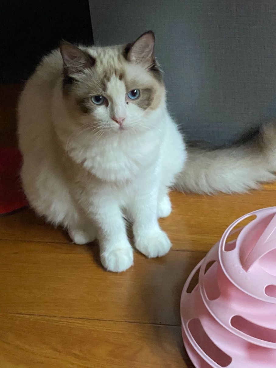 猫图片|宠物猫|猫咪|