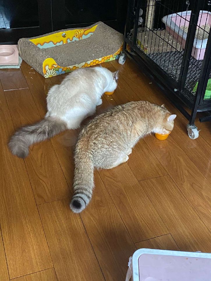 猫图片|宠物猫|猫咪|