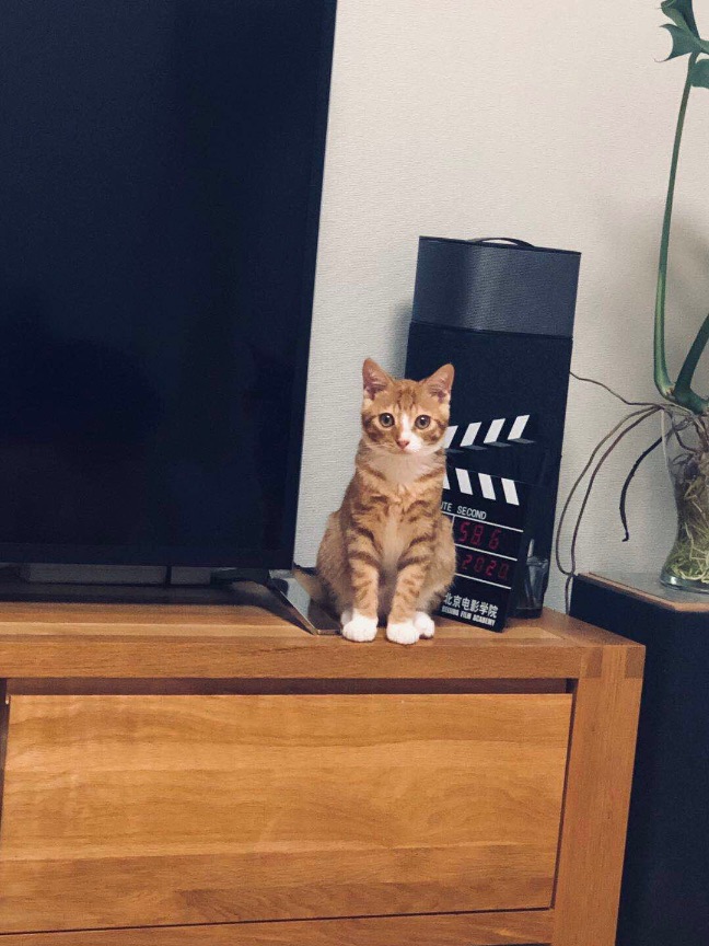 猫图片|宠物猫|猫咪|