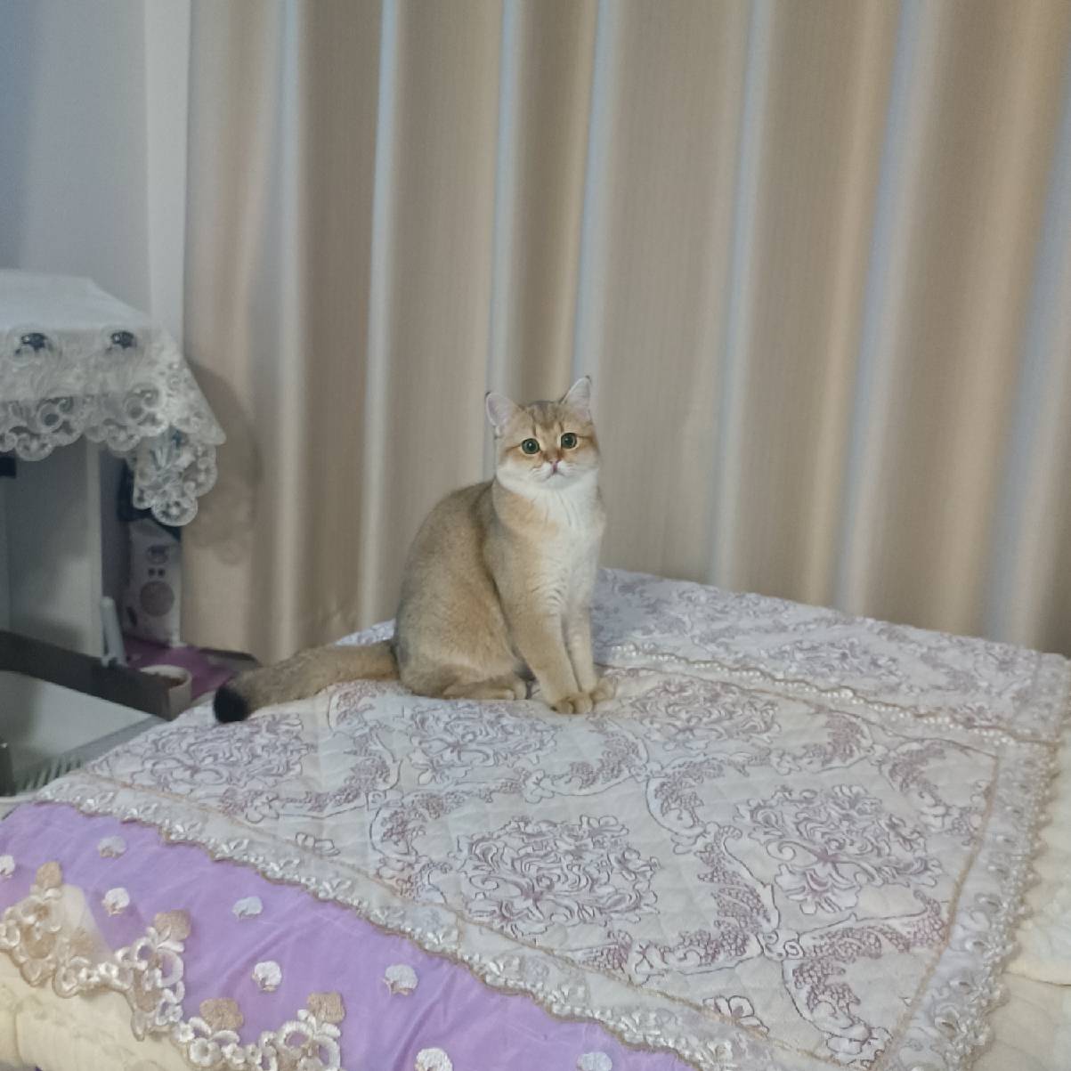 猫图片|宠物猫|猫咪|