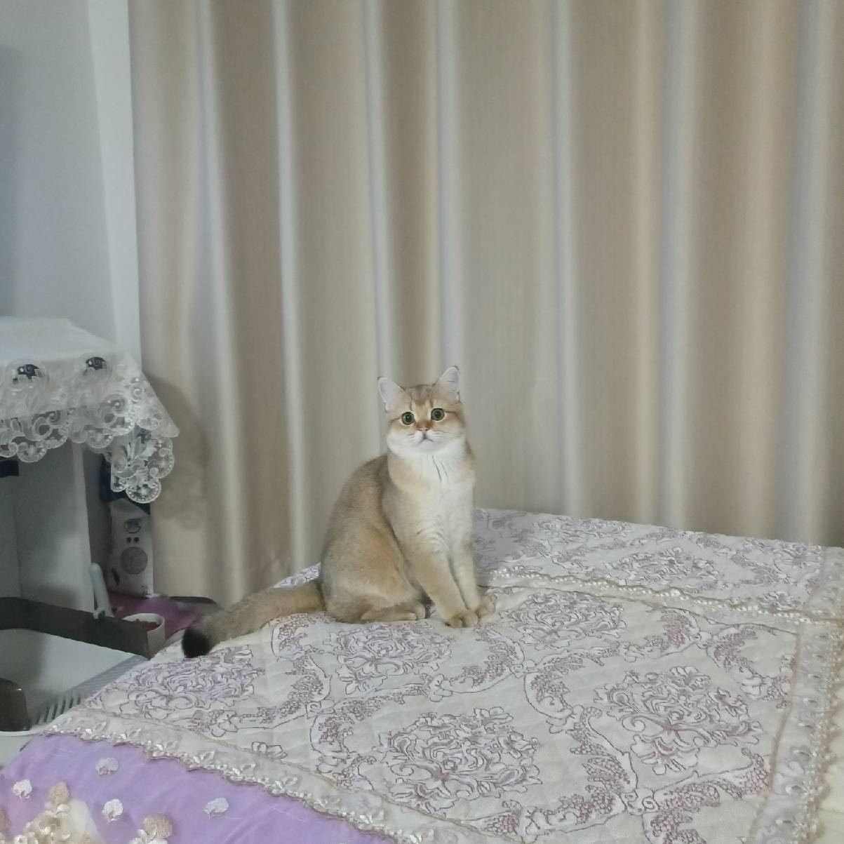 猫图片|宠物猫|猫咪|