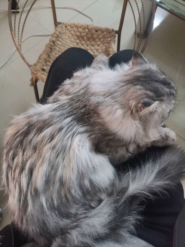 猫图片|宠物猫|猫咪|