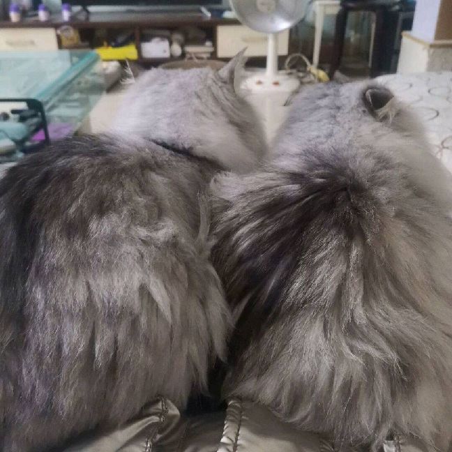 猫图片|宠物猫|猫咪|