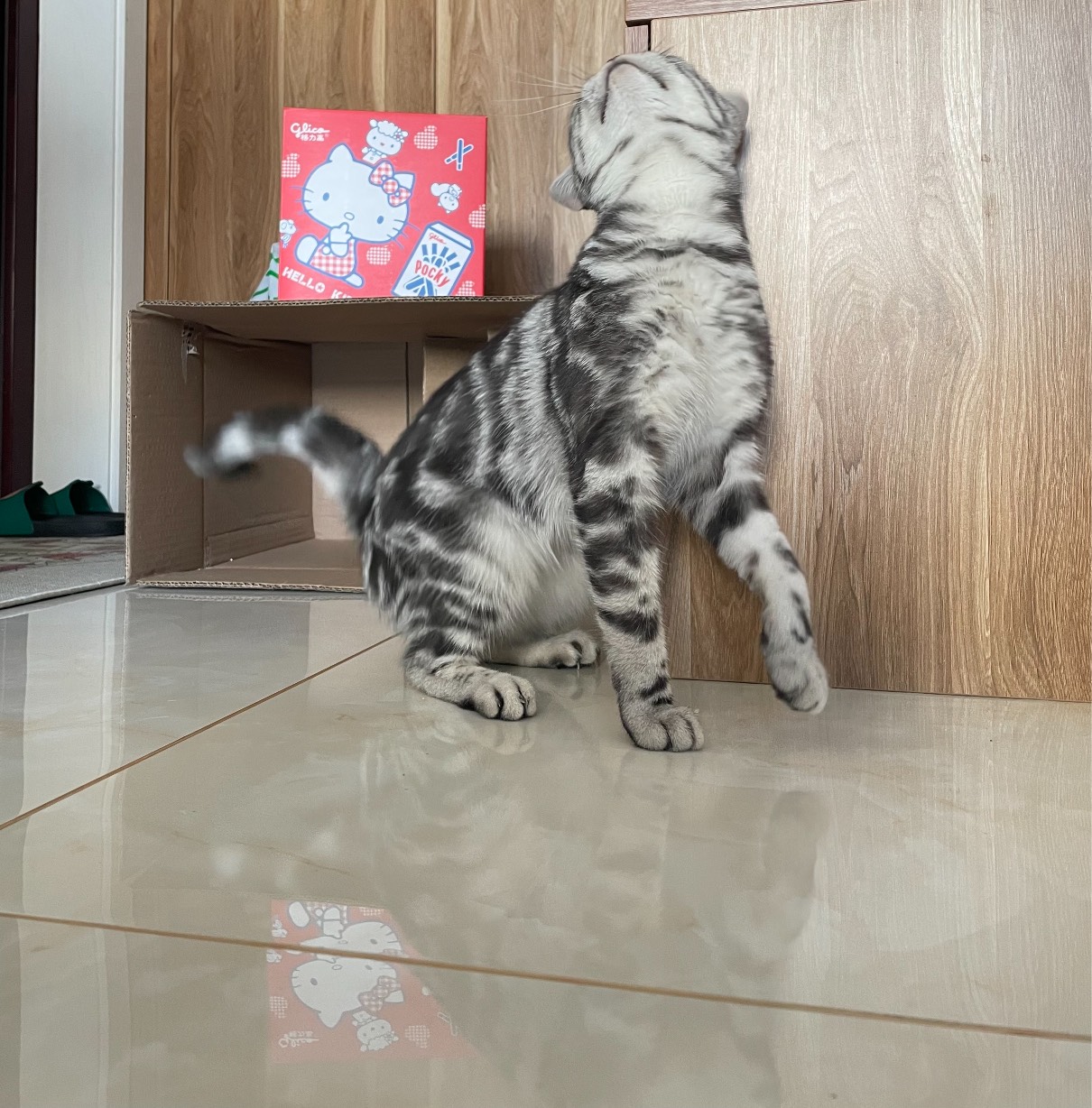 猫图片|宠物猫|猫咪|