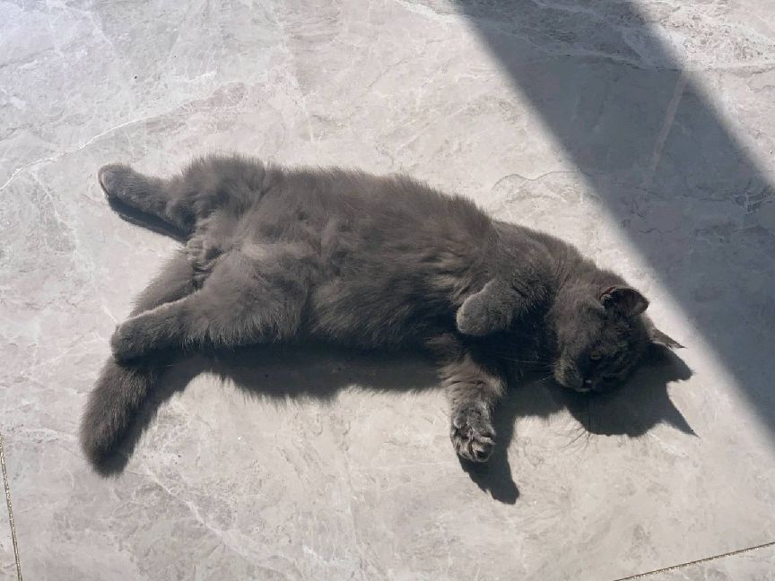 猫图片|宠物猫|猫咪|