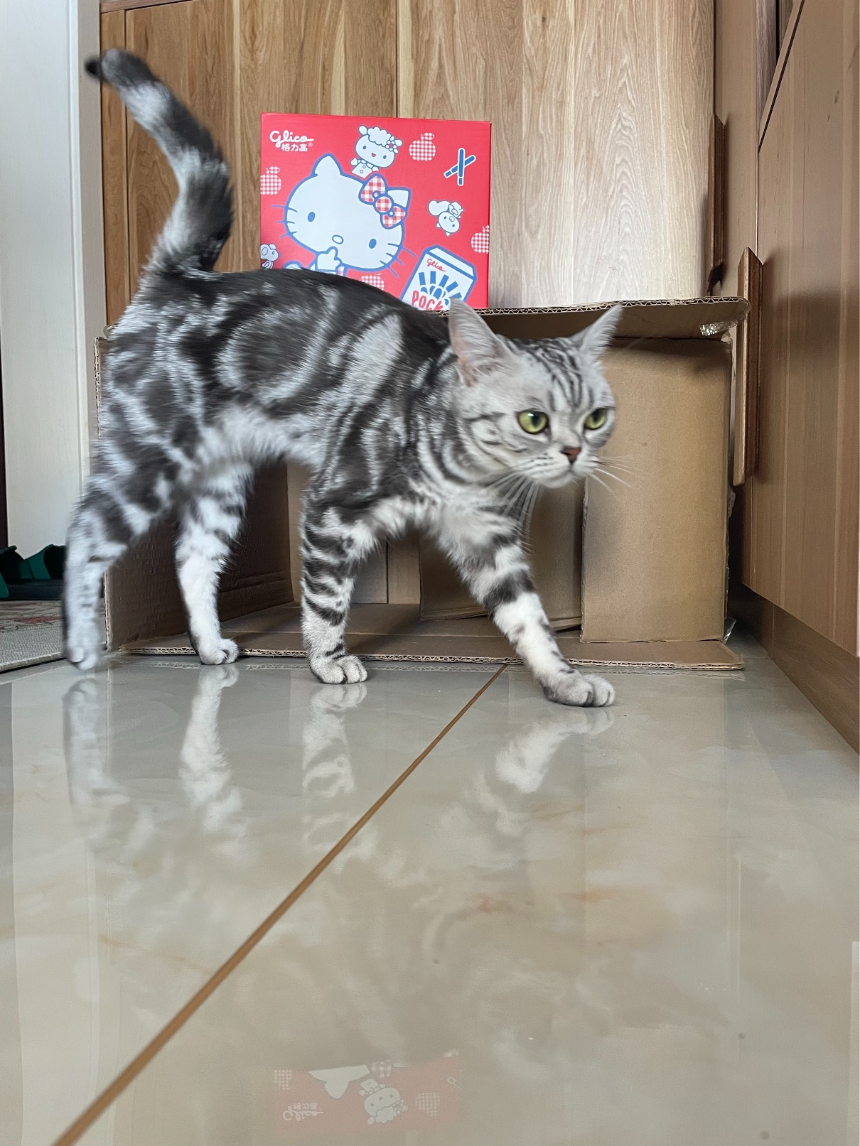 猫图片|宠物猫|猫咪|