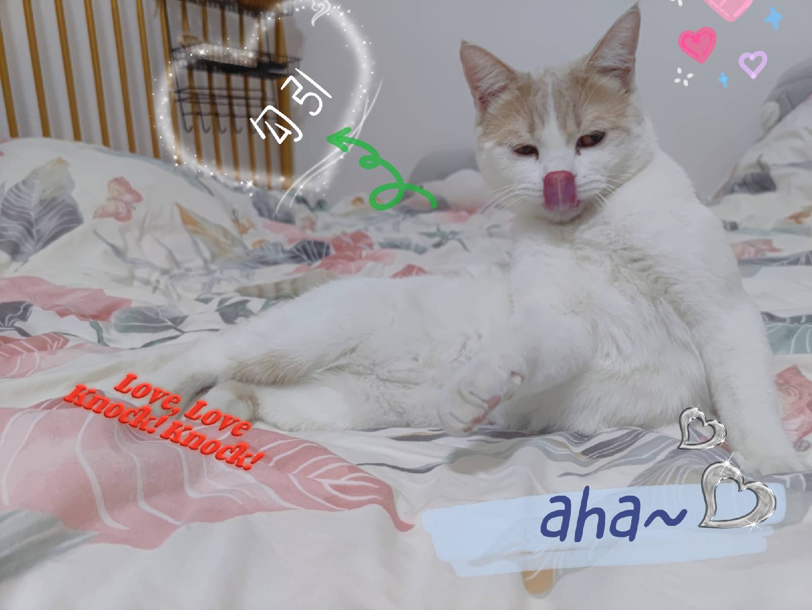 猫图片|宠物猫|猫咪|