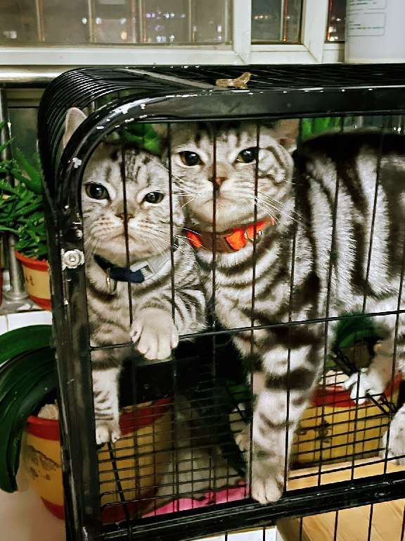 猫图片|宠物猫|猫咪|