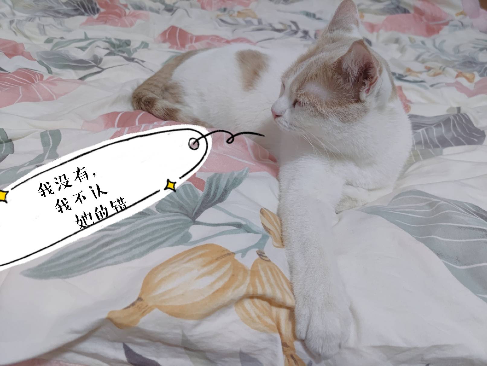 猫图片|宠物猫|猫咪|