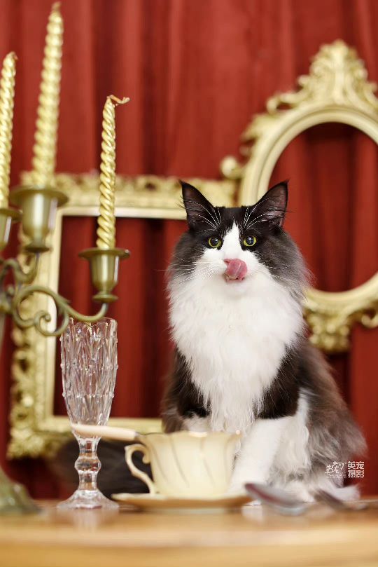 猫图片|宠物猫|猫咪|