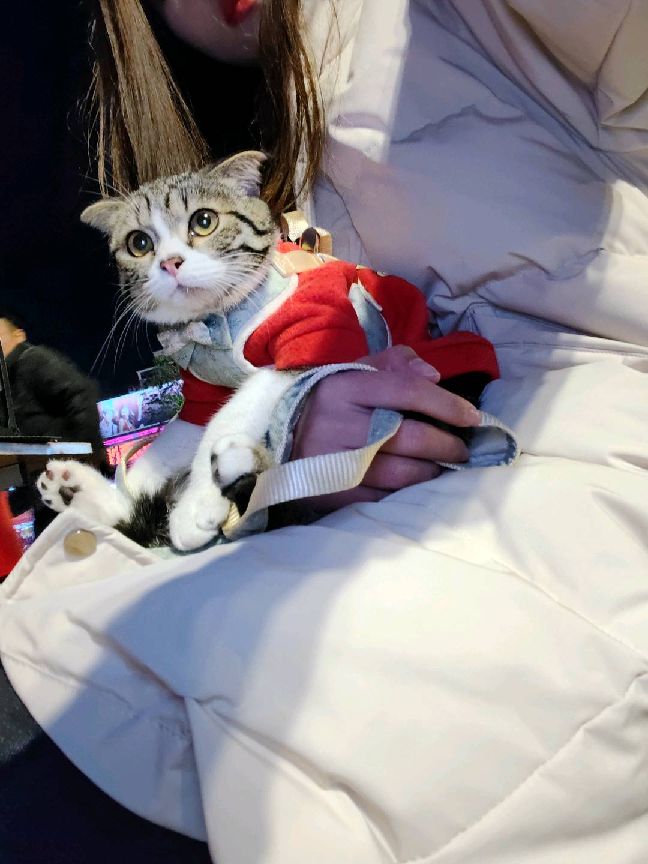 猫图片|宠物猫|猫咪|