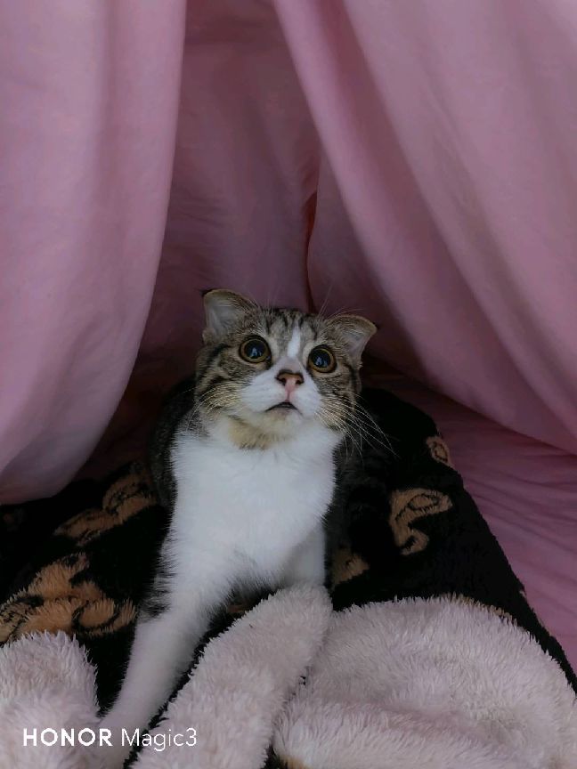 猫图片|宠物猫|猫咪|