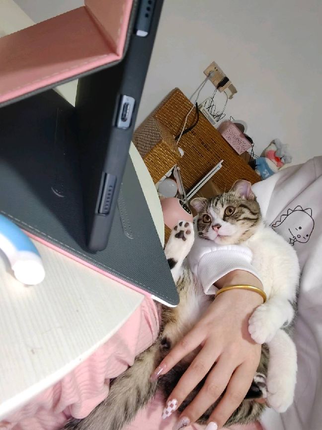 猫图片|宠物猫|猫咪|