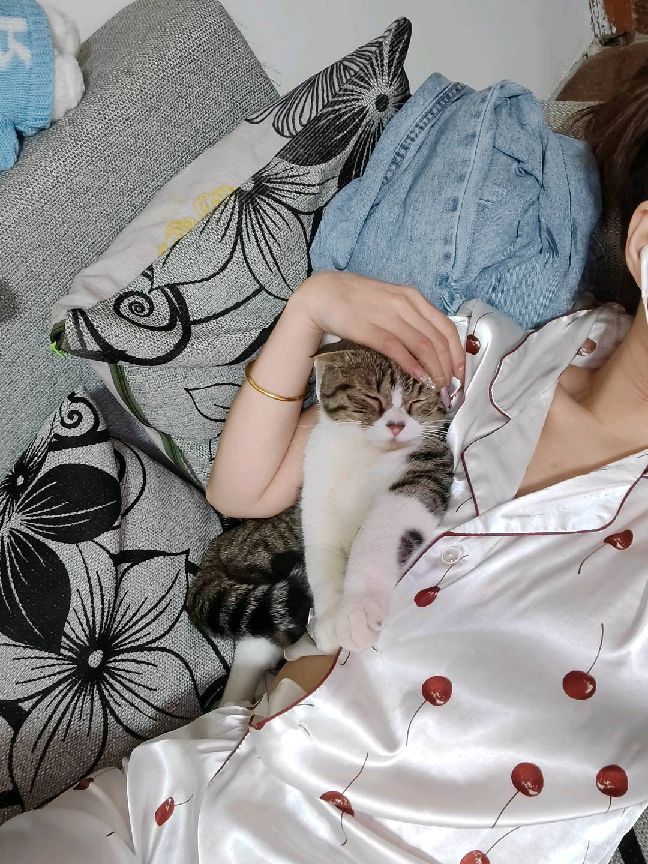 猫图片|宠物猫|猫咪|