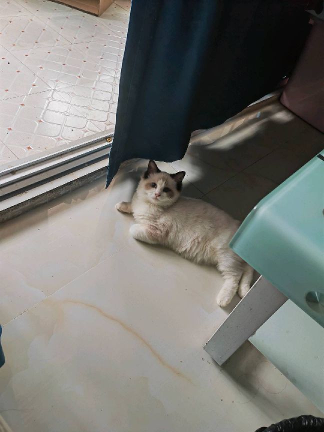 猫图片|宠物猫|猫咪|