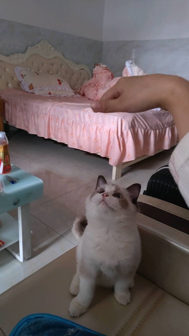 猫图片|宠物猫|猫咪|