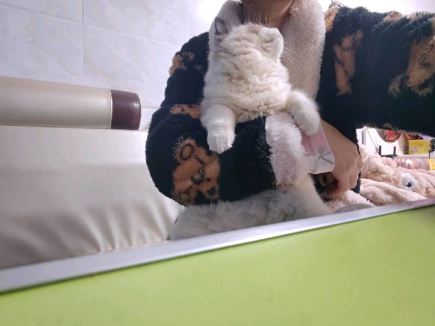 猫图片|宠物猫|猫咪|