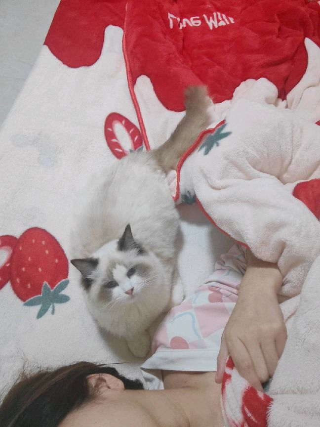 猫图片|宠物猫|猫咪|